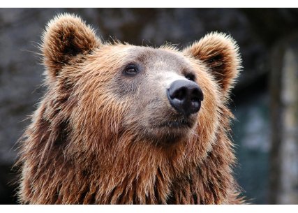 Preventívne proti medveďom pri turistike - sprej a zvonček - PILEX